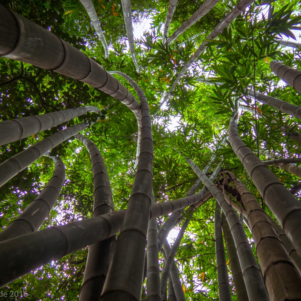 Looking up in the middle of a towering bamboo stand.